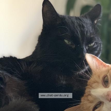 Foto 1/1 Gérald Chat perdido en Avord