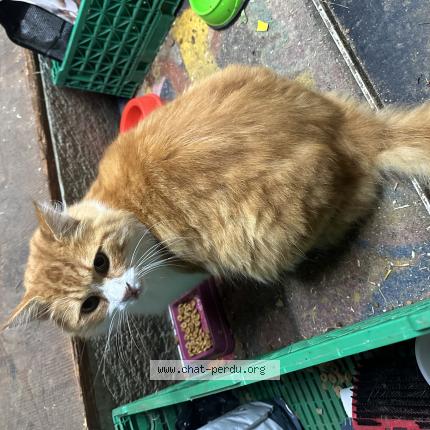 Foto 1/1 Gato encontrado Encontrado en La chaux de fonds