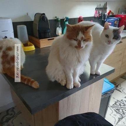 Foto 1/1 LouTi Chat perdido en Espalion