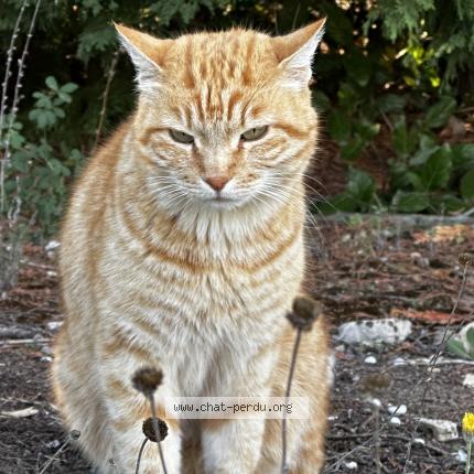 Foto 1/1 Gato encontrado Encontrado en Aix en provence