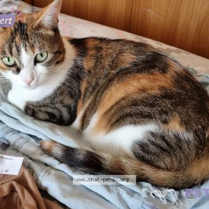 Foto 1/5 Uke - prononcer Ouké Chat perdido en Mantes la jolie