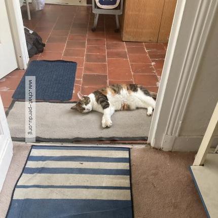 Foto 2/5 Uke - prononcer Ouké Chat perdido en Mantes la jolie