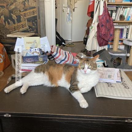 Foto 3/5 Uke - prononcer Ouké Chat perdido en Mantes la jolie