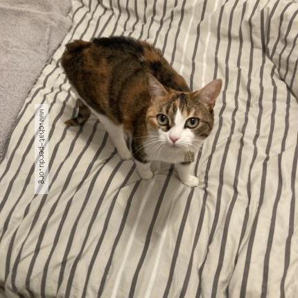 Foto 4/5 Uke - prononcer Ouké Chat perdido en Mantes la jolie