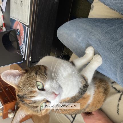 Foto 5/5 Uke - prononcer Ouké Chat perdido en Mantes la jolie