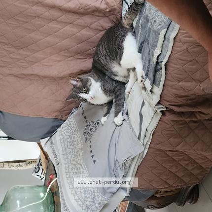 Foto 1/1 Gato encontrado Encontrado en St laurent du var