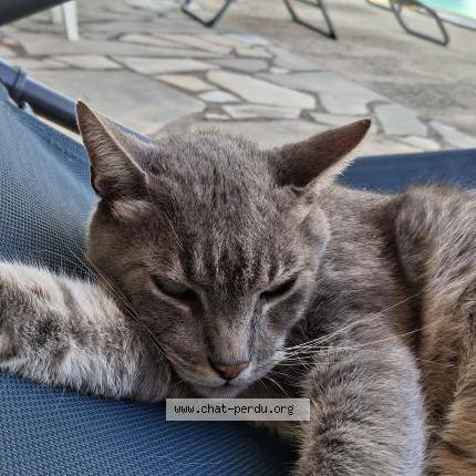 Foto 1/1 Raphael BOYER Chat perdido en Roquebrune sur argens