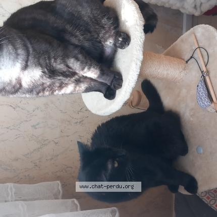 Foto 1/1 Ulys Chat perdido en Les mureaux