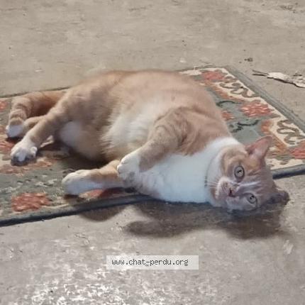 Foto 1/1 Gary Chat perdido en Ploeren