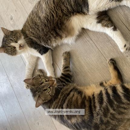 Foto 1/1 Groot Chat perdido en Beaugency