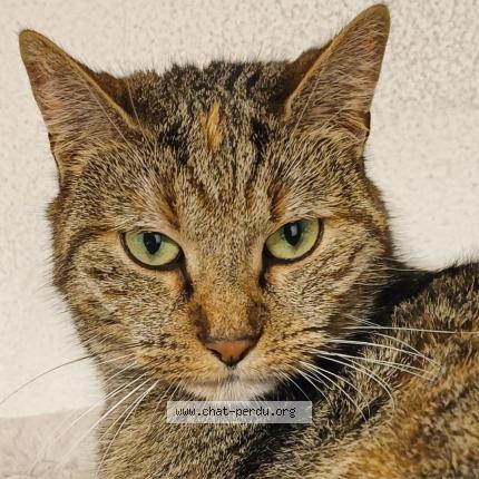 Foto 1/1 Nina Chat perdido en Cheseaux sur lausanne