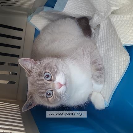 Foto 1/1 Alba Chat perdido en Ceignes