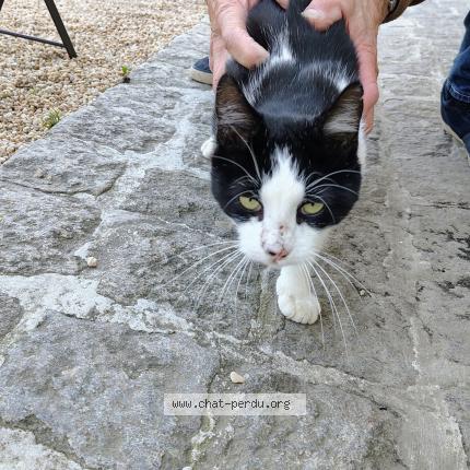 Foto 1/1 Gato encontrado Encontrado en Saint georges sur loire