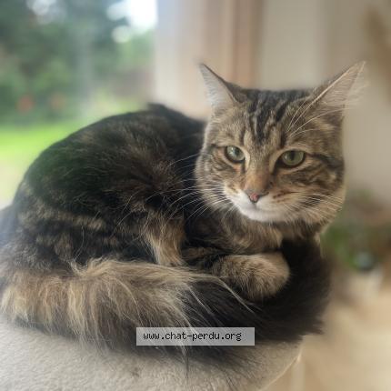 Foto 1/1 Mitsou Chat perdido en Emmerin