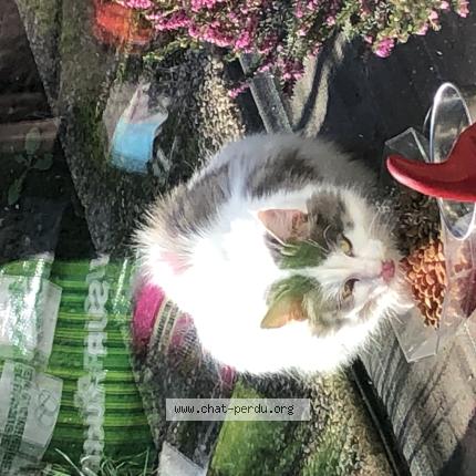 Foto 1/1 Gato encontrado Encontrado en Flers