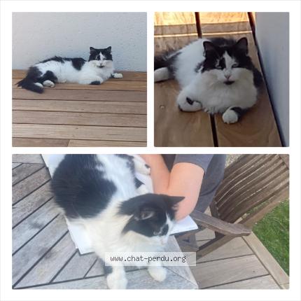 Foto 1/1 Mala Chat perdido en Bozouls