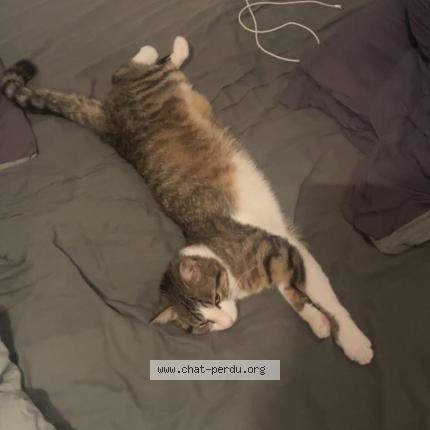 Foto 1/1 Spider Chat perdido en Grezieu la varenne