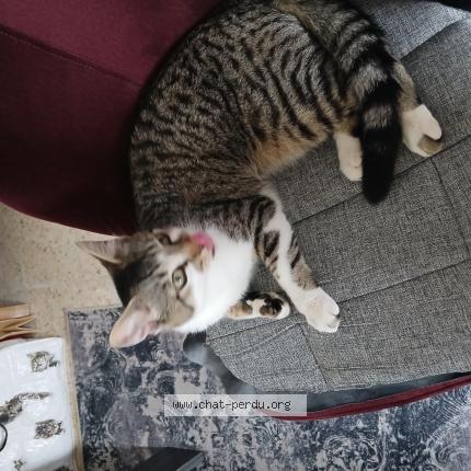 Foto 1/1 Winnie Chat perdido en Beaumont sur oise