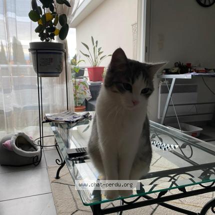 Foto 1/1 Grisette Chat perdido en Perpignan