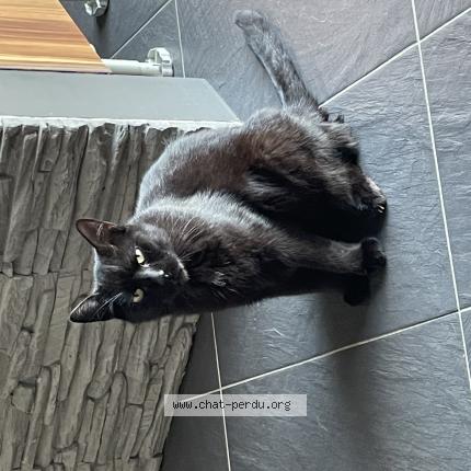 Foto 1/1 Nougat Chat perdido en Le bourdet