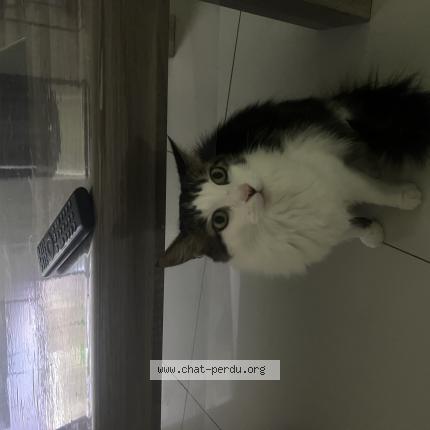 Foto 1/1 Titou Chat perdido en Boutigny sur essonne