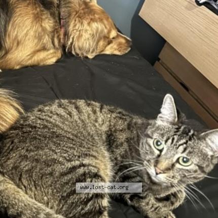 Foto 1/1 Gabe Chat perdido en Burbank