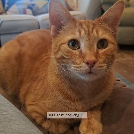 Foto 1/1 Colby Jack Chat perdido en Kokomo