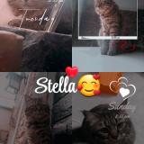 Foto del gato perdido en Rawalpindi