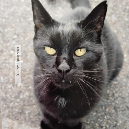 Foto 1/1 Perry Chat perdido en Boise