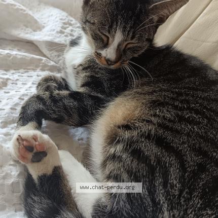 Foto 1/1 Poupoune Chat perdido en Thiat