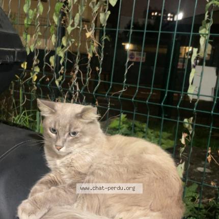 Foto 1/5 Layth Chat perdido en Montreuil