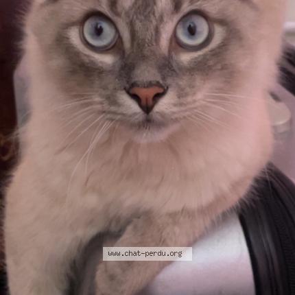 Foto 2/5 Layth Chat perdido en Montreuil