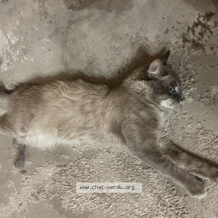 Foto 3/5 Layth Chat perdido en Montreuil