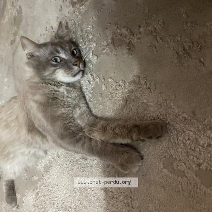 Foto 4/5 Layth Chat perdido en Montreuil