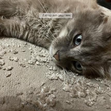 Foto 5/5 Layth Chat perdido en Montreuil