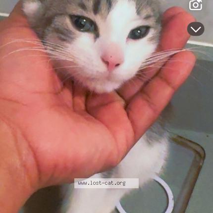 Foto 1/1 sphinx Chat perdido en Astoria