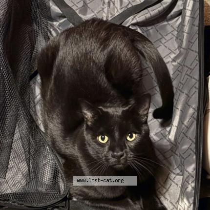 Foto 1/1 Peter Chat perdido en Brighton