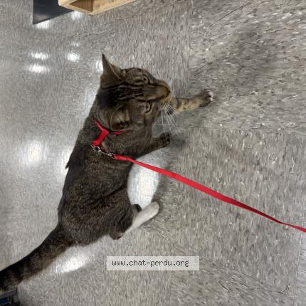 Foto 1/1 Gato encontrado Encontrado en Boucherville