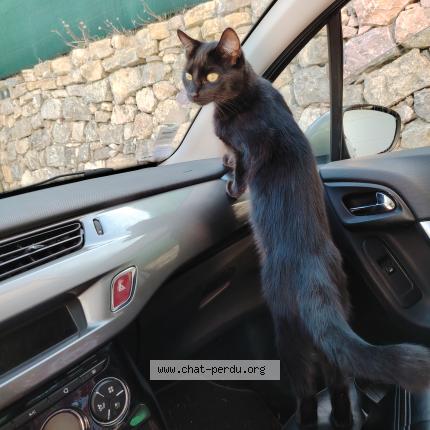 Foto 1/1 Spider Chat perdido en Vallauris