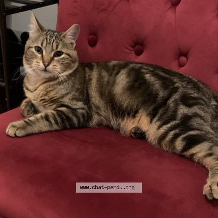 Foto 1/1 willy Chat perdido en Virecourt