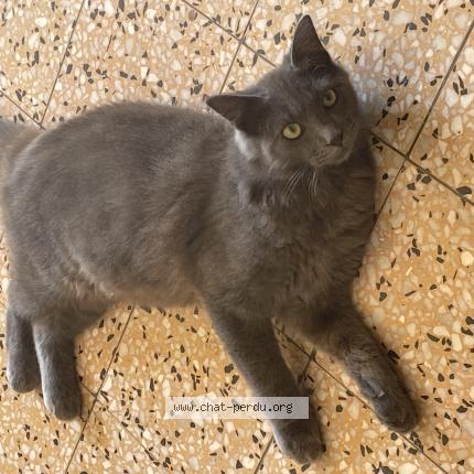 Foto 1/2 Atchoum Chat perdido en Villepot