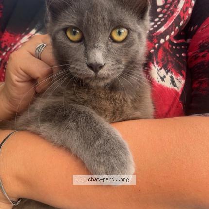 Foto 2/2 Atchoum Chat perdido en Villepot