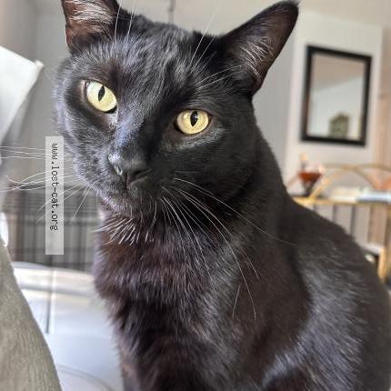 Foto 1/1 Blue Chat perdido en Post falls