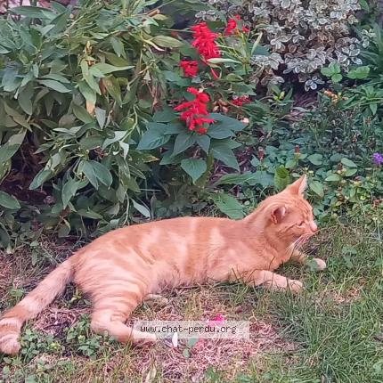Foto 1/1 Arthur Chat perdido en Champigny sur marne