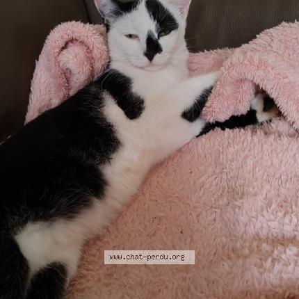 Foto 1/1 CHARLY Chat perdido en Herstal