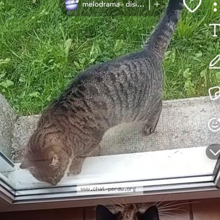 Foto 1/1 Gato encontrado Encontrado en Guiscriff