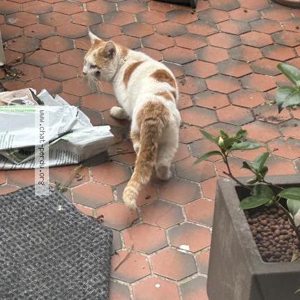 Foto 1/1 Gato encontrado Encontrado en Roubaix