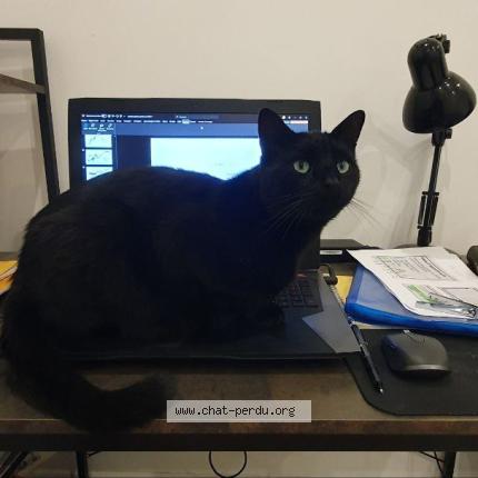 Foto 1/1 Batman Chat perdido en Roanne