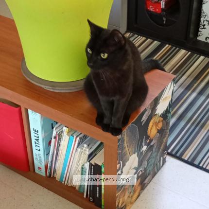 Foto 1/1 NINO Chat perdido en 29200 brest