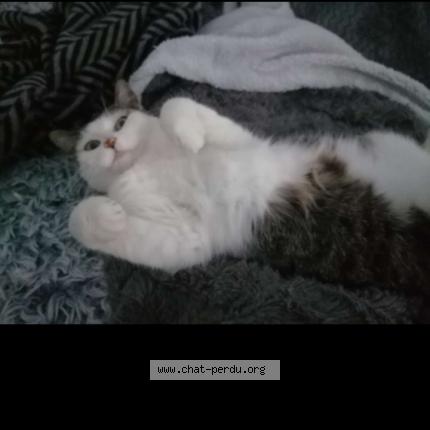 Foto 1/1 Nala Chat perdido en Naujac sur mer